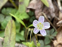 Claytonia caroliniana