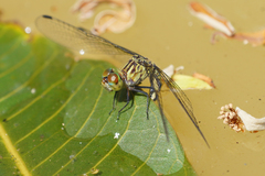 Micrathyria pseudeximia