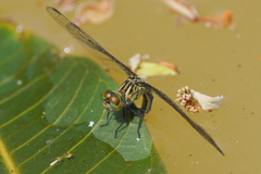 Micrathyria pseudeximia