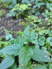 Scrophularia nodosa