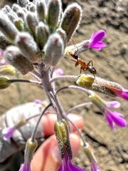 Camponotus dumetorum