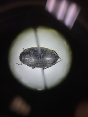 Leconectes striatellus