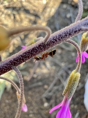 Camponotus dumetorum