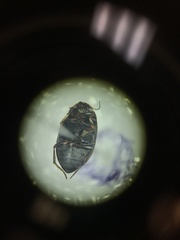 Leconectes striatellus