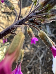 Camponotus dumetorum