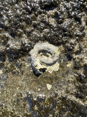 Thylacodes variabilis