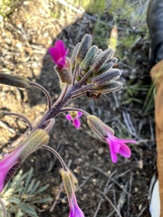 Camponotus dumetorum