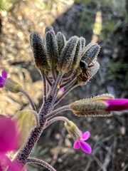 Camponotus dumetorum