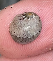 Clypeolum latissimum