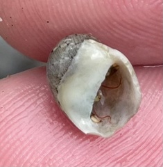 Clypeolum latissimum