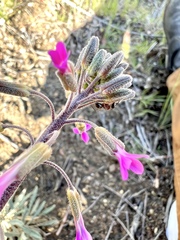 Camponotus dumetorum