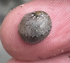 Clypeolum latissimum