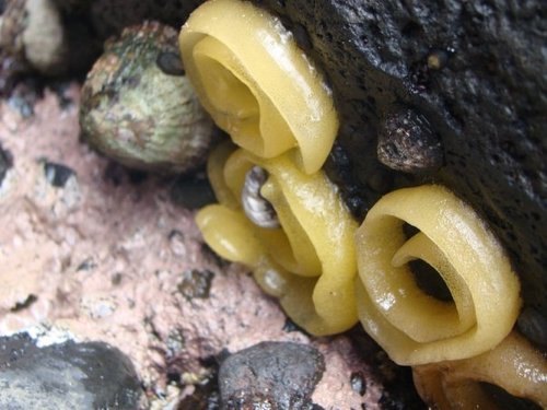 Siphonaria obliquata
