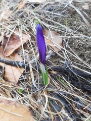 Crocus heuffelianus scepusiensis