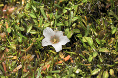 Calandrinia acaulis