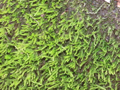 Philonotis capillaris