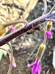 Camponotus dumetorum