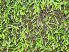 Philonotis capillaris