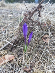 Crocus heuffelianus scepusiensis