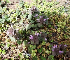 Lamium purpureum