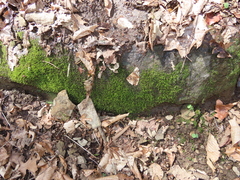 Philonotis capillaris