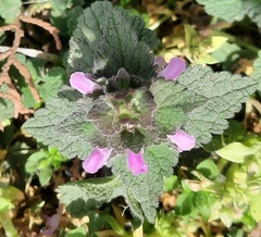 Lamium purpureum