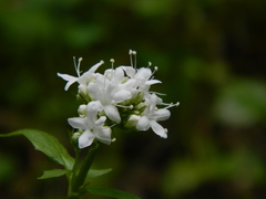 Valeriana sitchensis