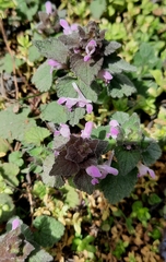 Lamium purpureum