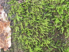 Philonotis capillaris