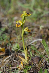 Ophrys lutea phryganae