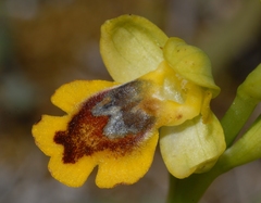 Ophrys lutea phryganae