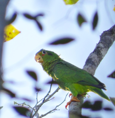 Amazona xantholora