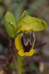 Ophrys lutea phryganae