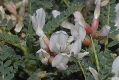 Astragalus terraccianoi