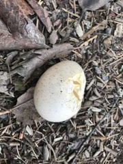 Dendragapus fuliginosus