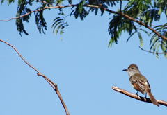 Myiarchus yucatanensis
