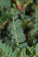 Astragalus terraccianoi