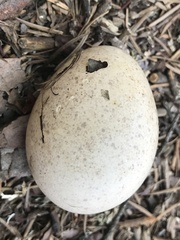 Dendragapus fuliginosus