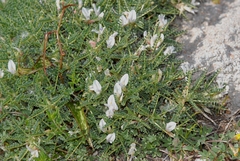 Astragalus terraccianoi