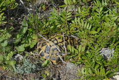 Testudo hermanni hermanni