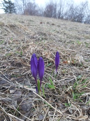 Crocus heuffelianus scepusiensis