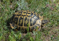 Testudo hermanni hermanni