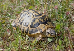 Testudo hermanni hermanni