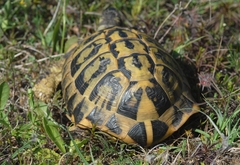 Testudo hermanni hermanni