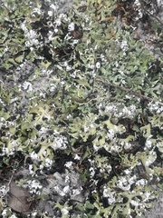 Cladonia prostrata