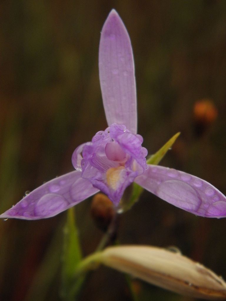 Cleistes exilis