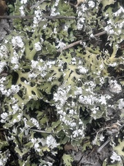 Cladonia prostrata