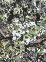 Cladonia prostrata