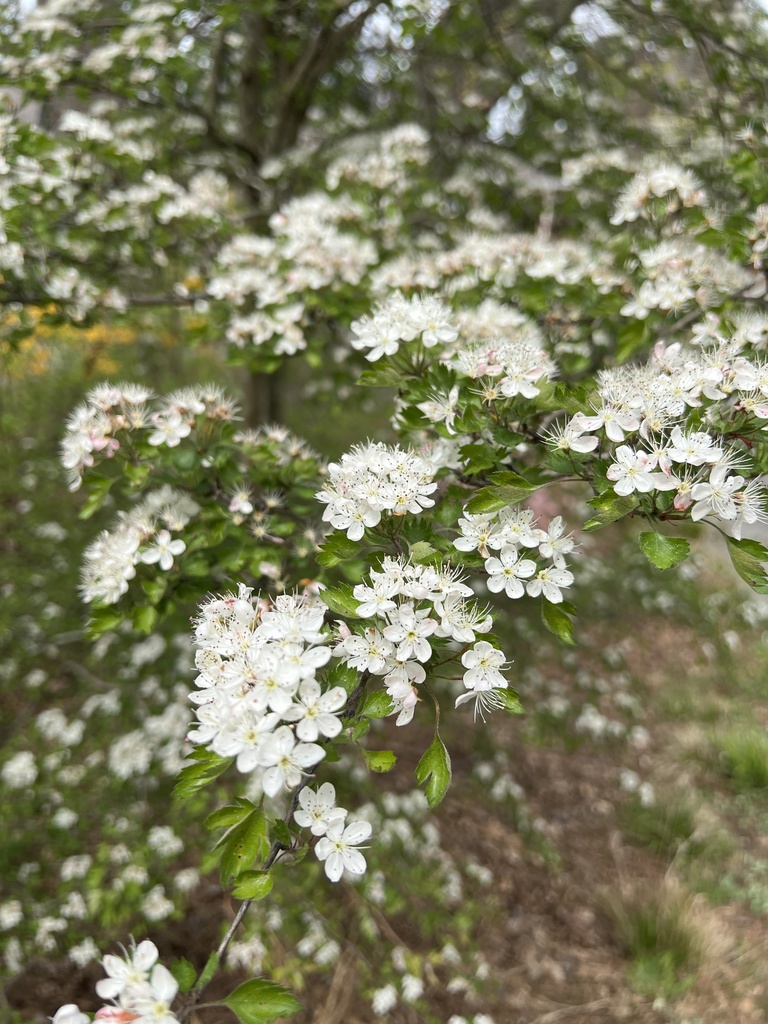parsley hawthorn from Woodmoor Ln, Decatur, GA, US on April 02, 2022 at