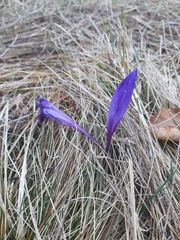 Crocus heuffelianus scepusiensis